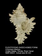 PLEISTOCENE-OKEECHOBEE FORMATION Chicoreus dilectus